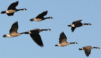 Lessons From Geese - By Milton Olson