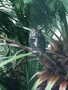 Great horned owl Nibbles is right at home outside our fourth-floor window. 